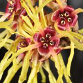 Hamamelis Japonoca